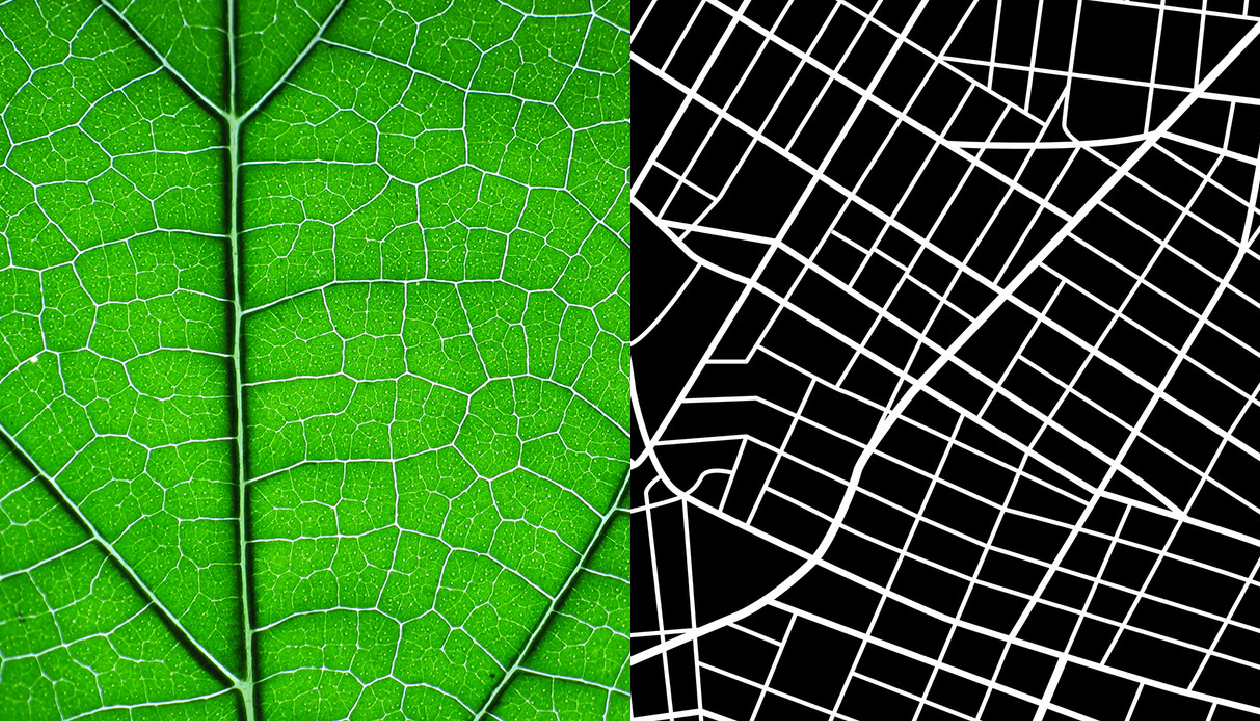 Images that inspired the logo design