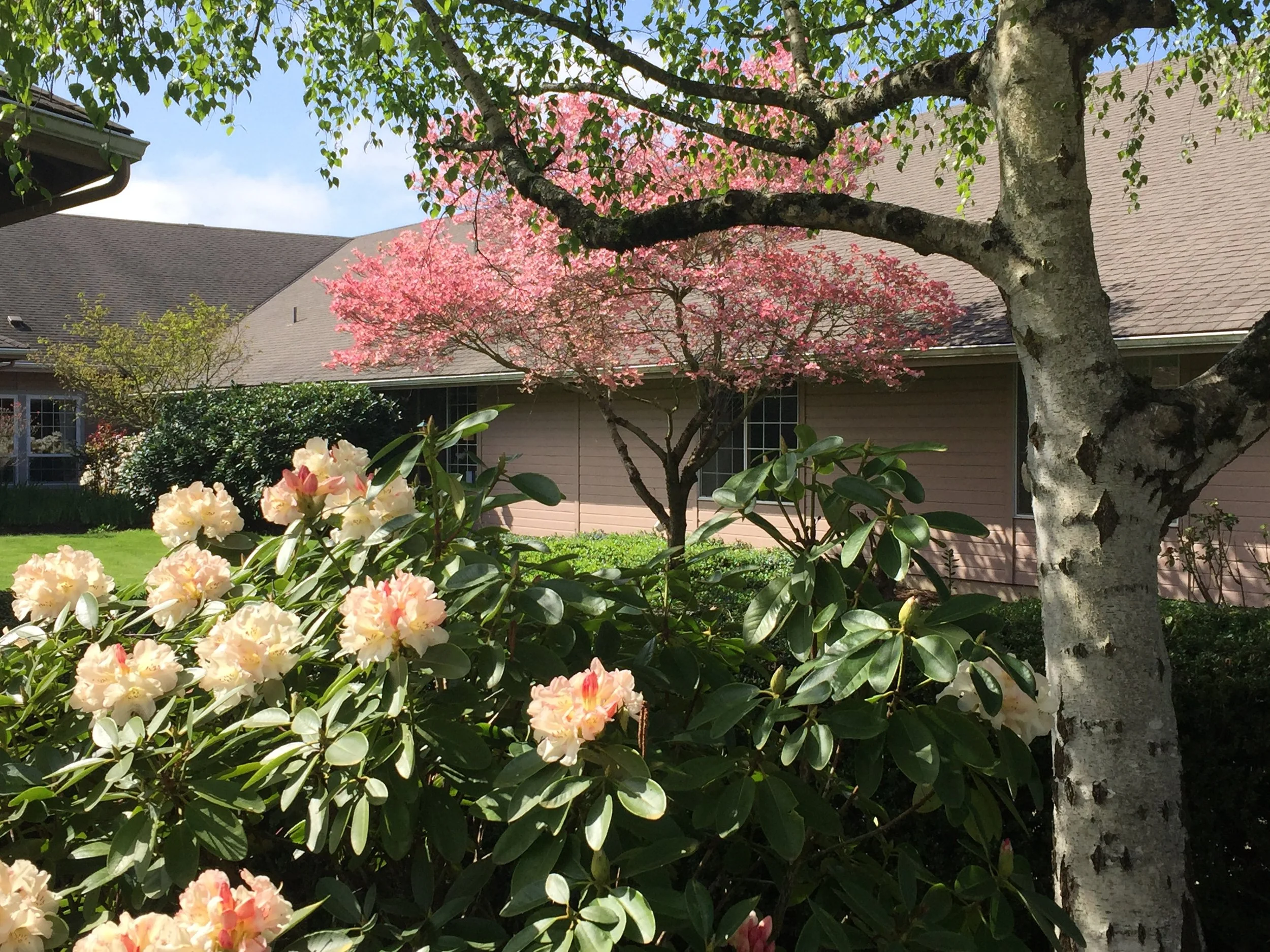 Tierra - Spring Tree and Rhodie Pic.jpg