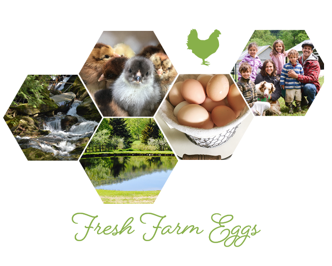 Farm Egg Pets