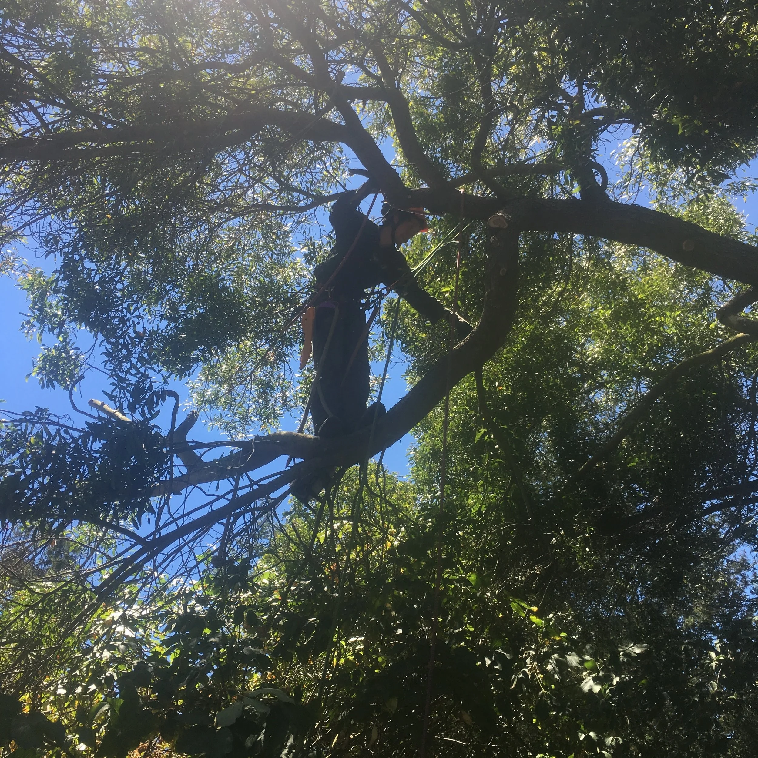 Acacia melanoxylon ~ Blackwood Acacia Tyler removing a broken limb