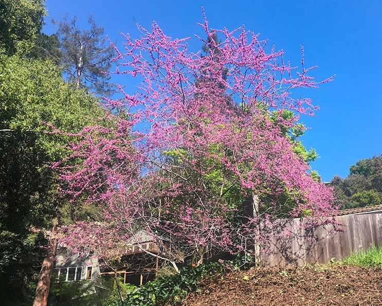 Cercis canadensis ~ Western Redbud