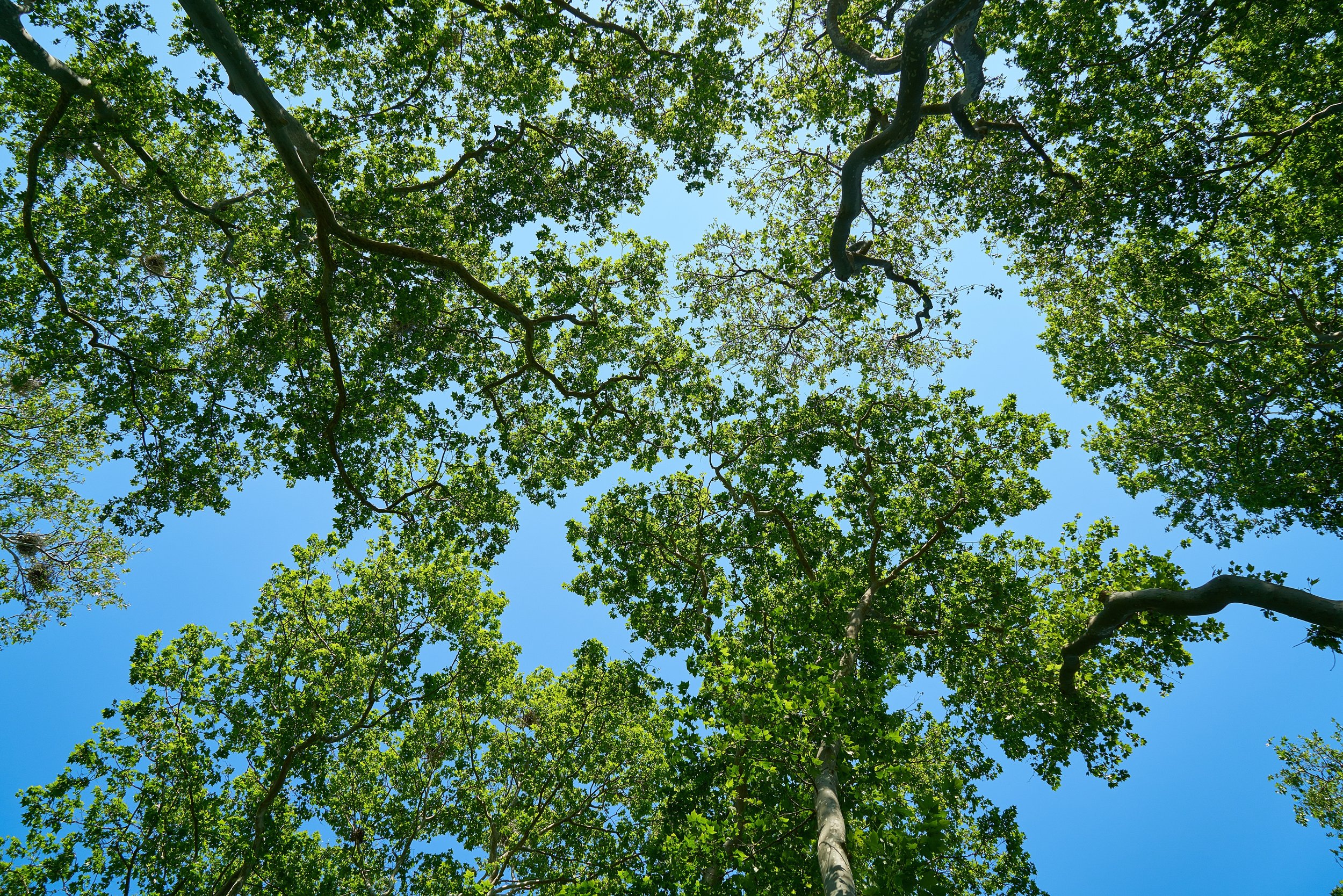 beautiful-blue-sky-branches-433144.jpg