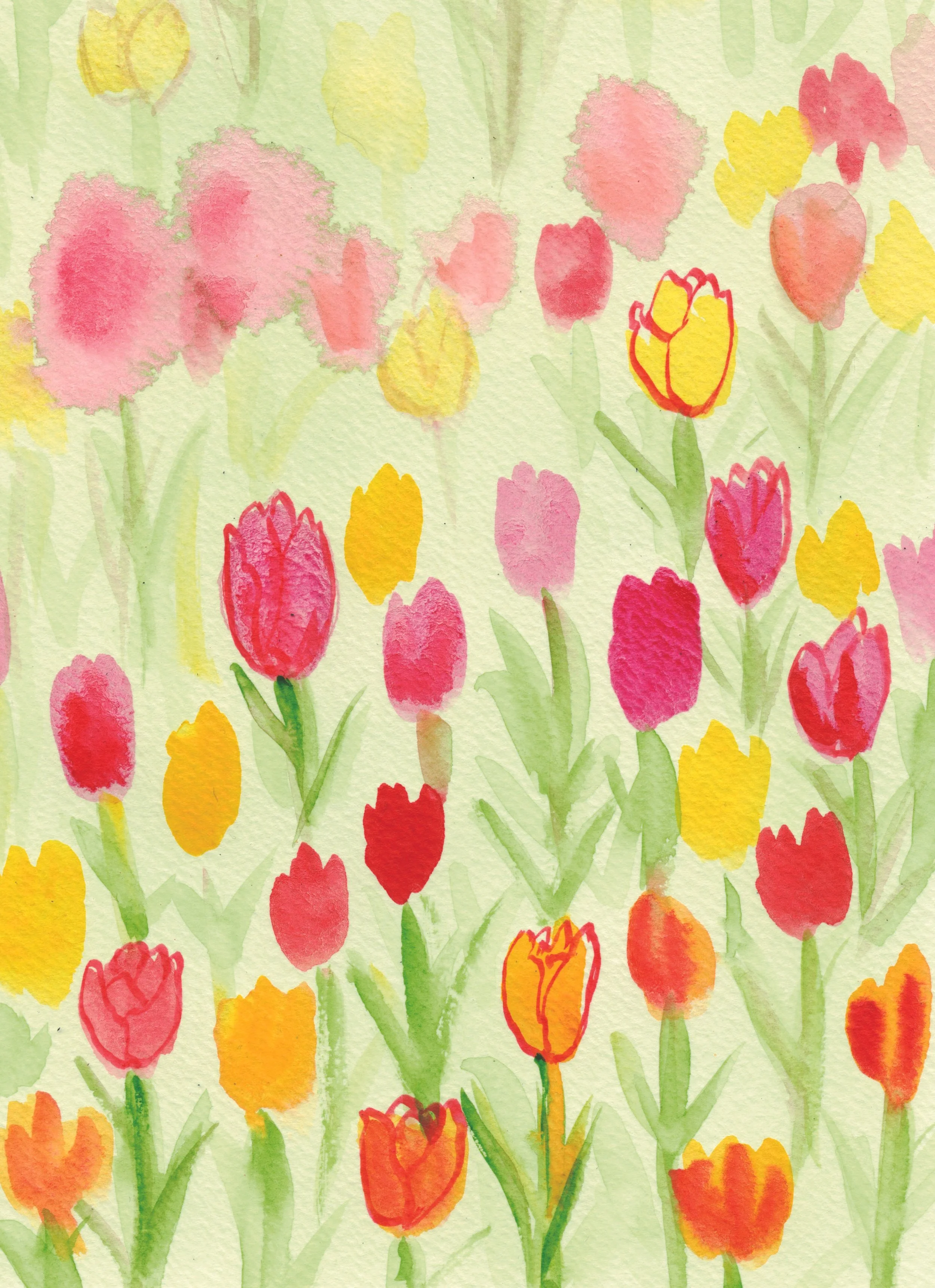Tulips