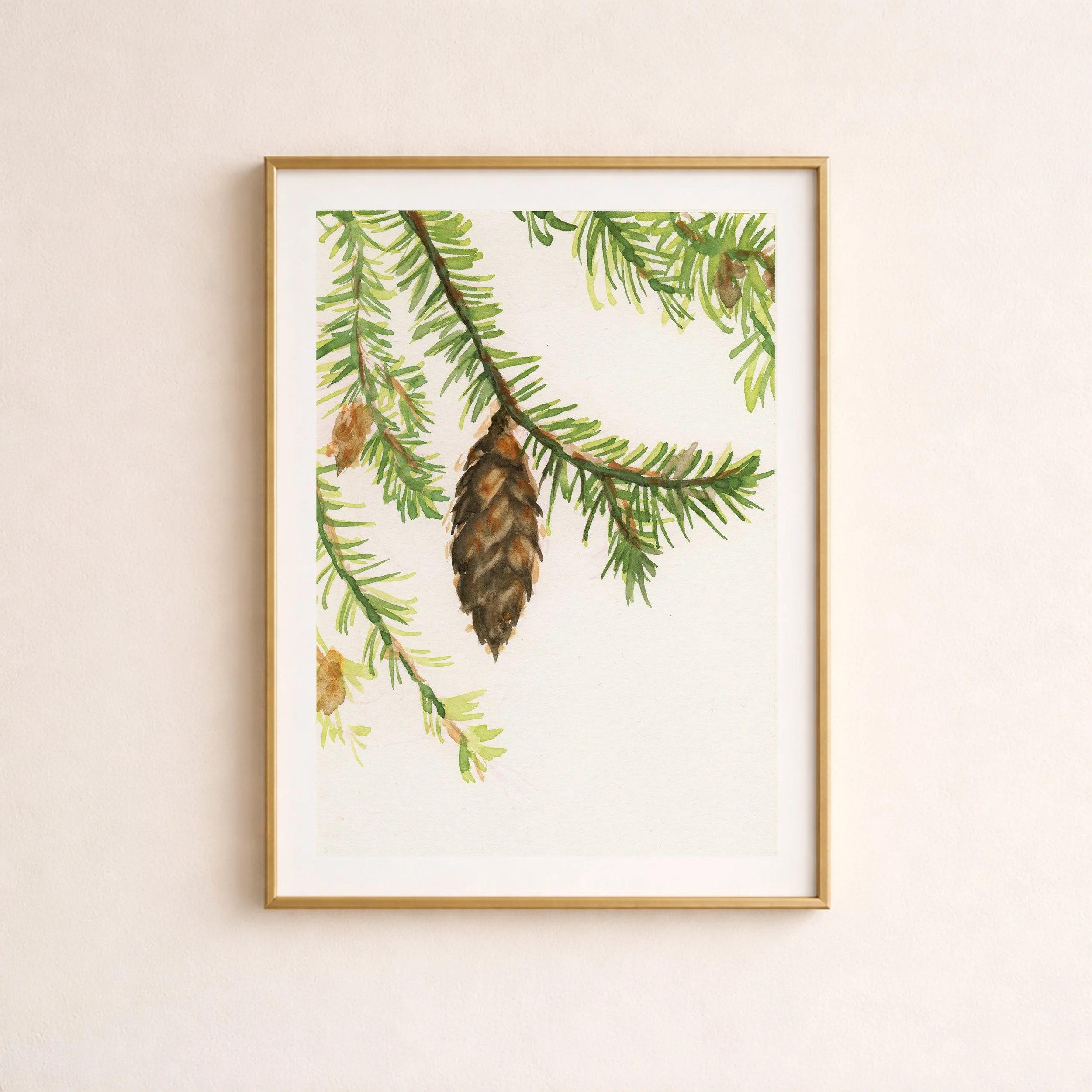 Doug Fir Branch