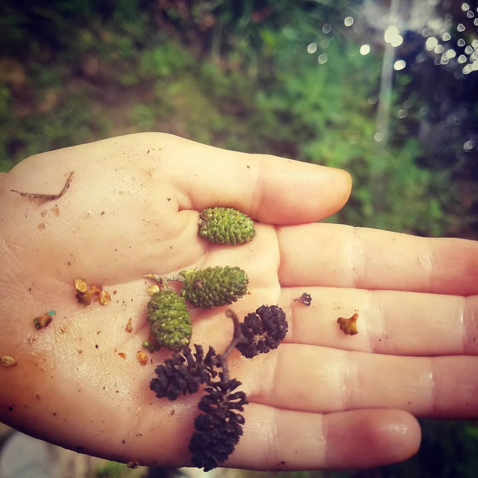 pinecones.jpg