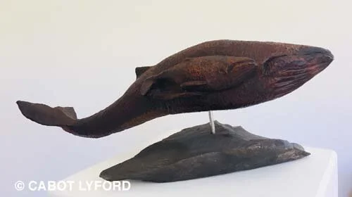 Humpback and Calf Cabot Lyford.jpg