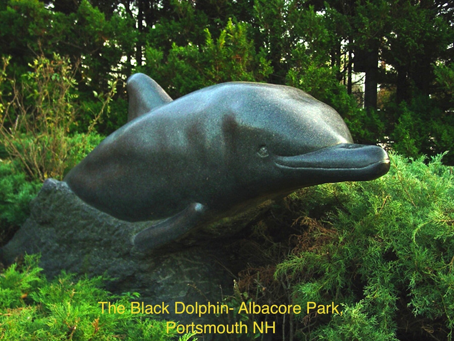 The Black Dolphin.jpg