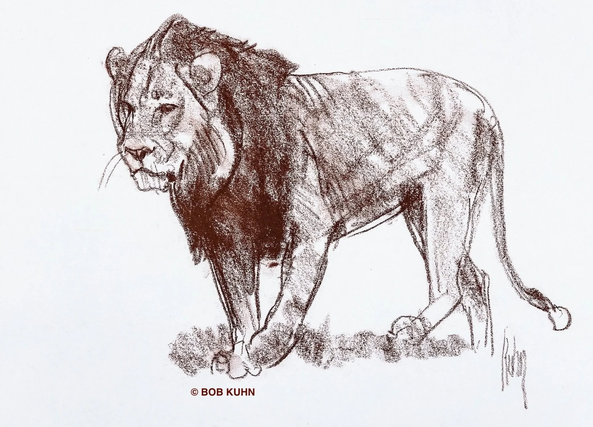 Bob_Kuhn_Lion_watermarked.jpg