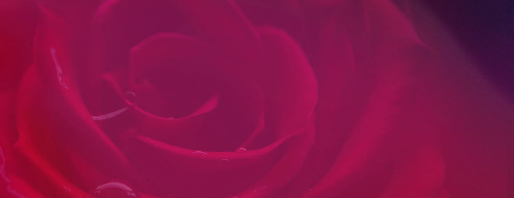 rose.jpg