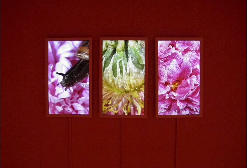 Triptych nature films