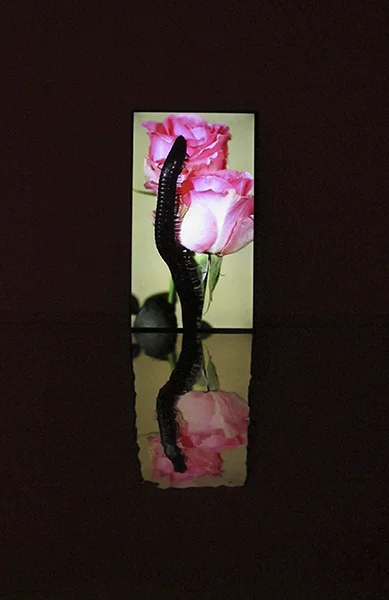 millipede and rose (film) 