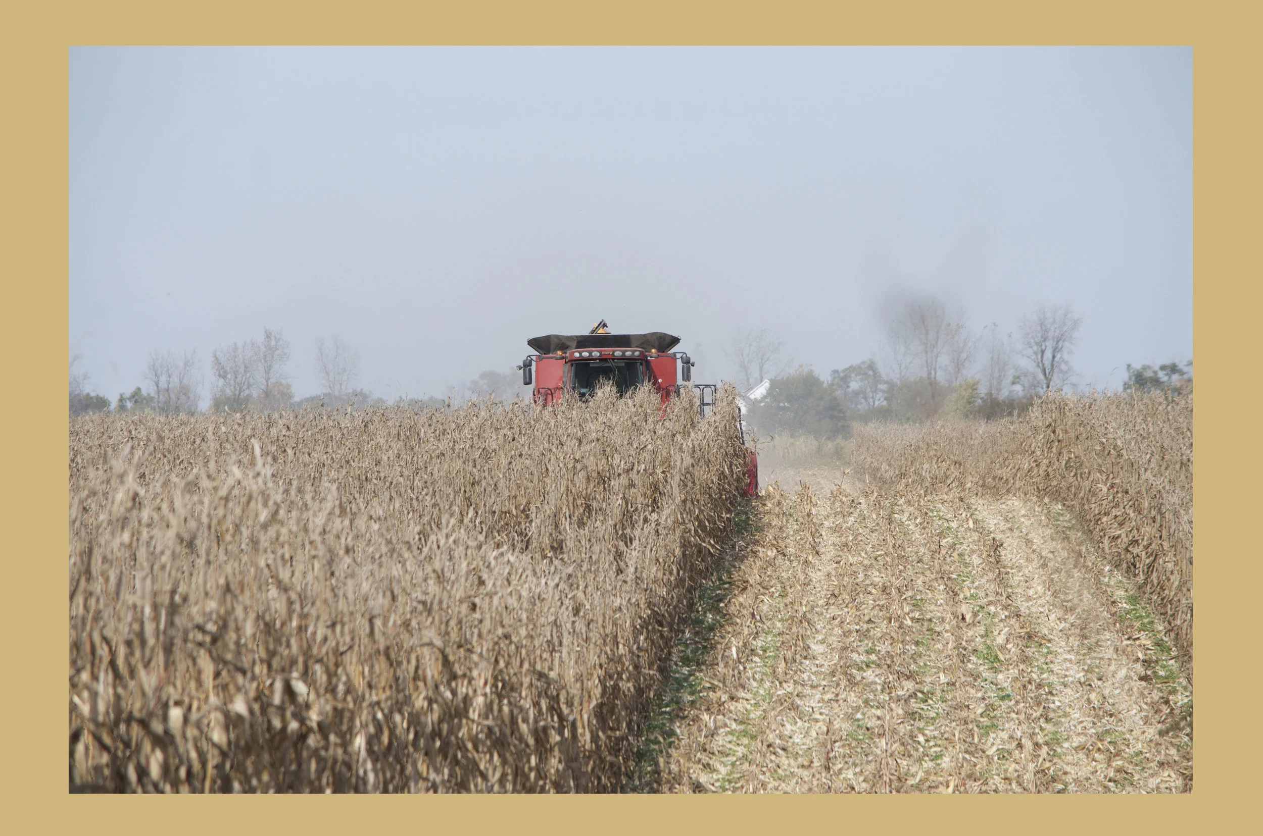 Harvesting Corn.jpg