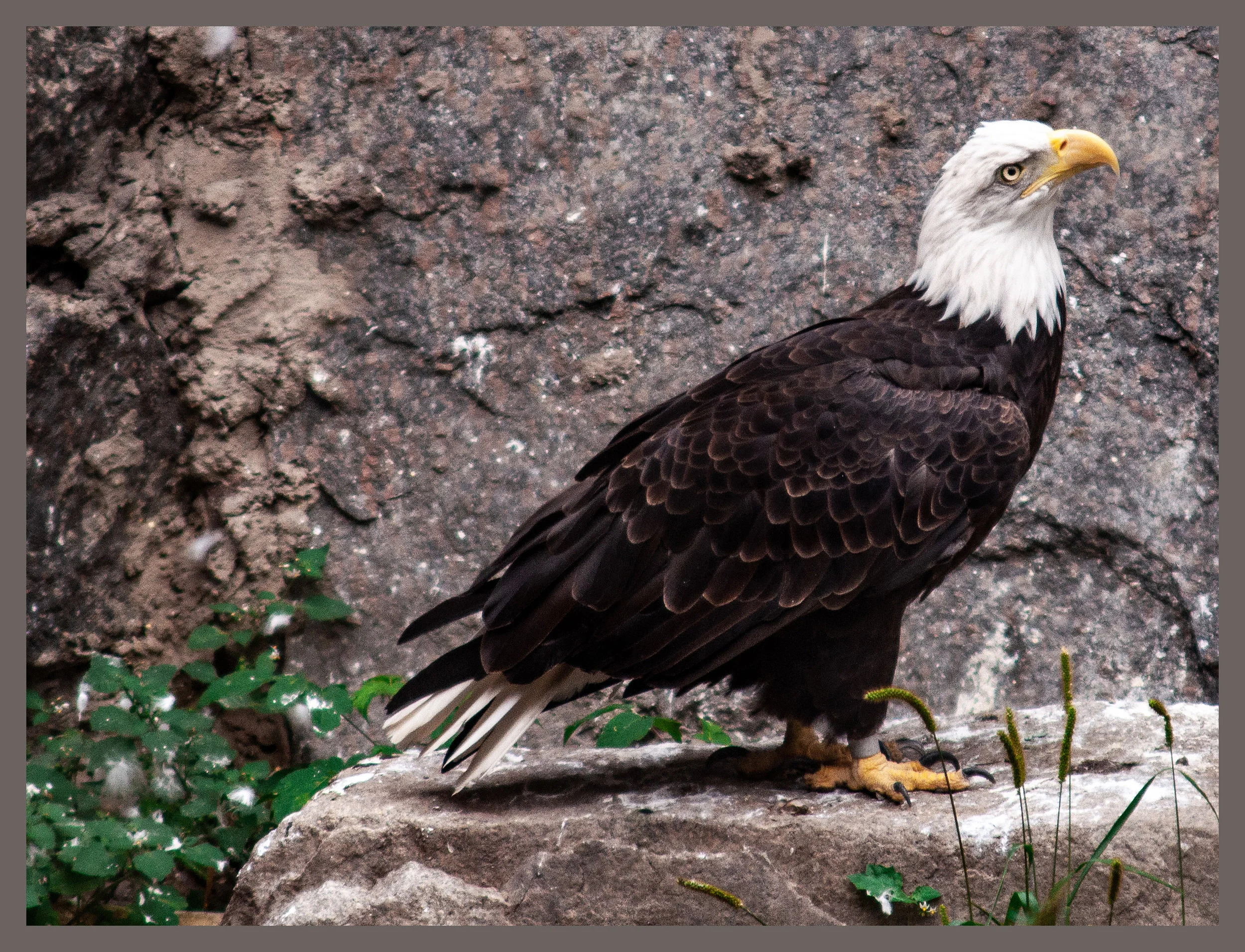 love song eagle.jpg
