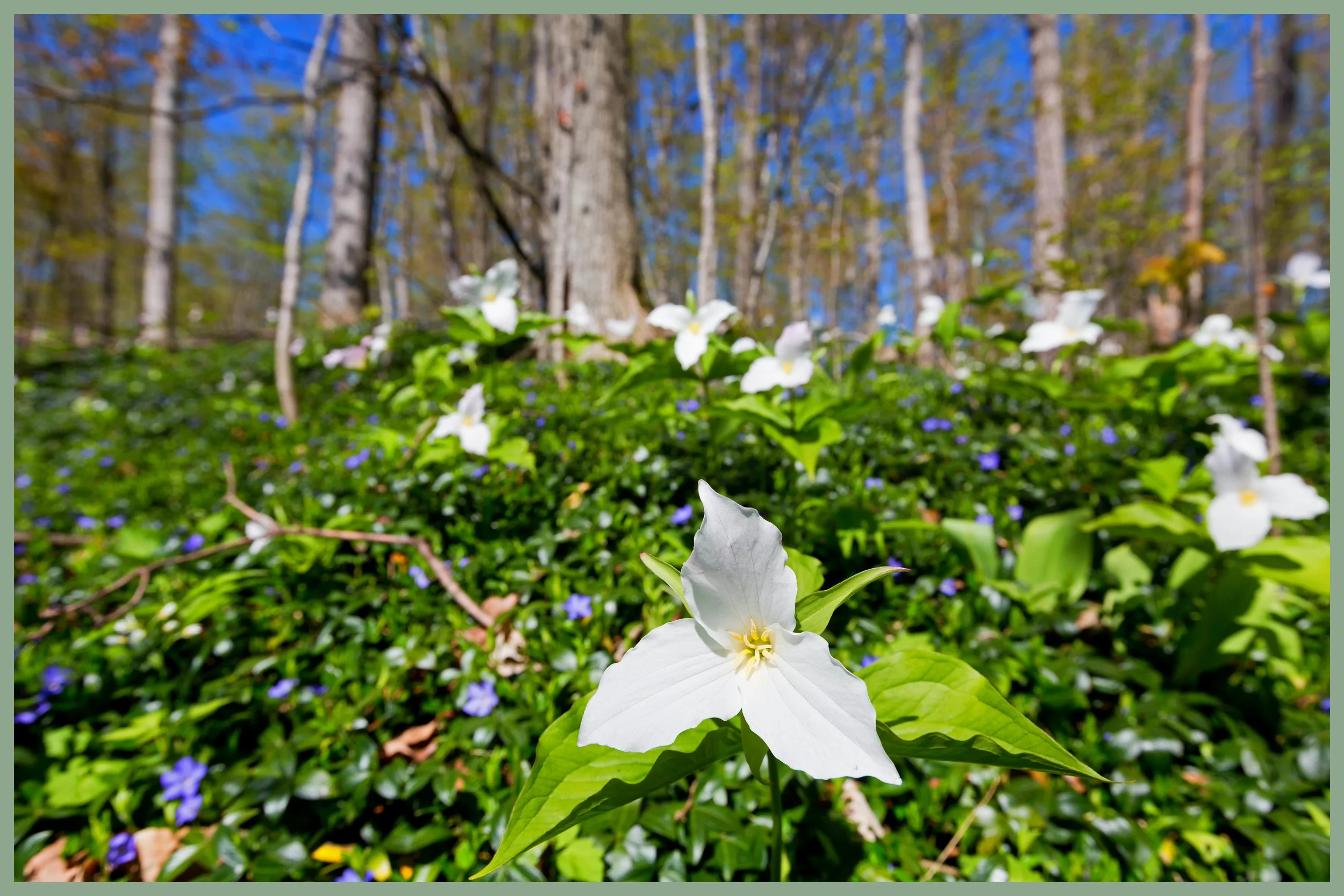 mother trillium.jpg