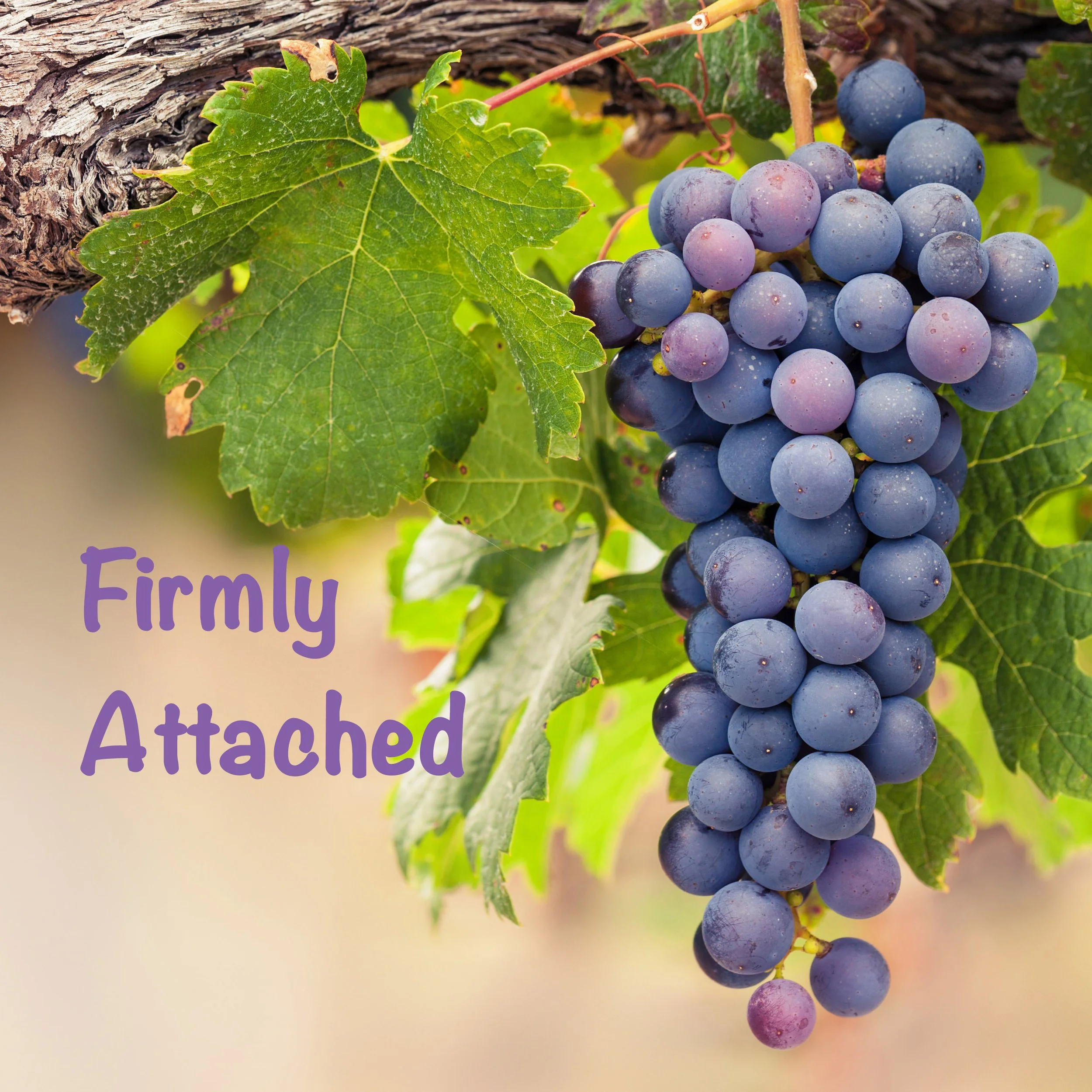 Firmly Attached