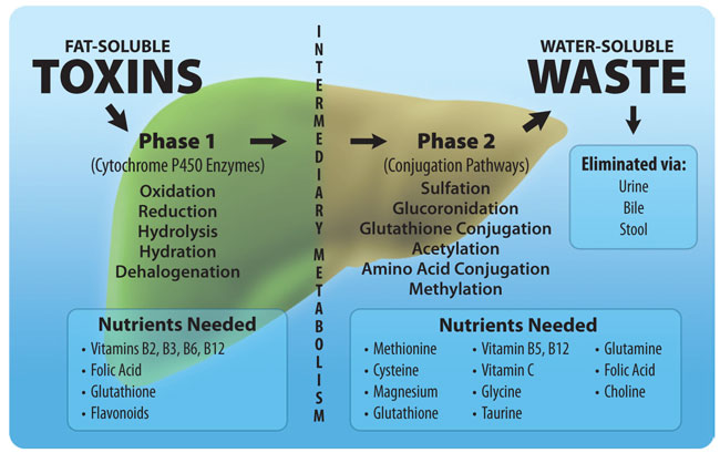 Liver detoxification process