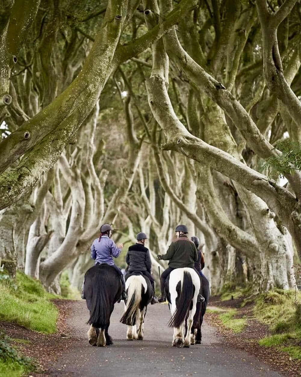 The Dark Hedges : County Antrim
☘️🐴☘️

#rideinireland #trekking #causewaycoast #northernireland #thedarkhedges #horseridingholidays #equestrian