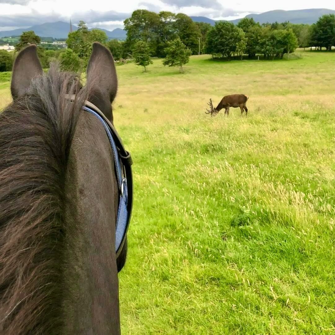 OH DEER! Did you know Killarney National Park is home to an indigenous herd of deer? ☘️🦌☘️ Their numbers are estimated between 800-1000 which makes your chances of seeing them up close pretty good! 

(Itinerary: Killarney Reeks Trail &amp; The Ring 