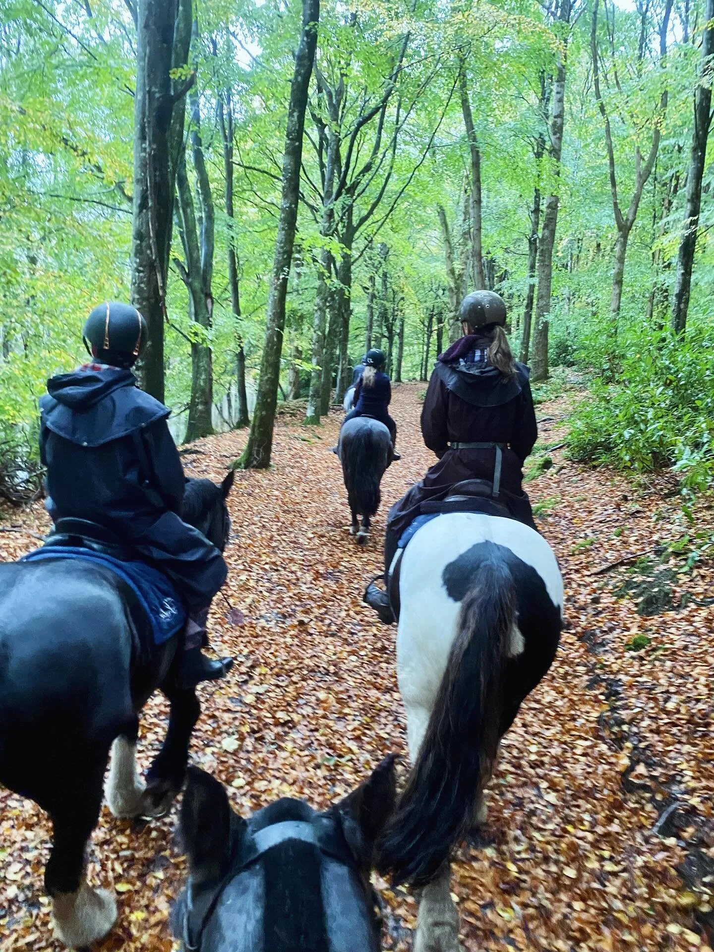 Itinerary ⤵️
Castle Leslie Sport Horse Holiday 
#rideinireland #ireland #equestrian
