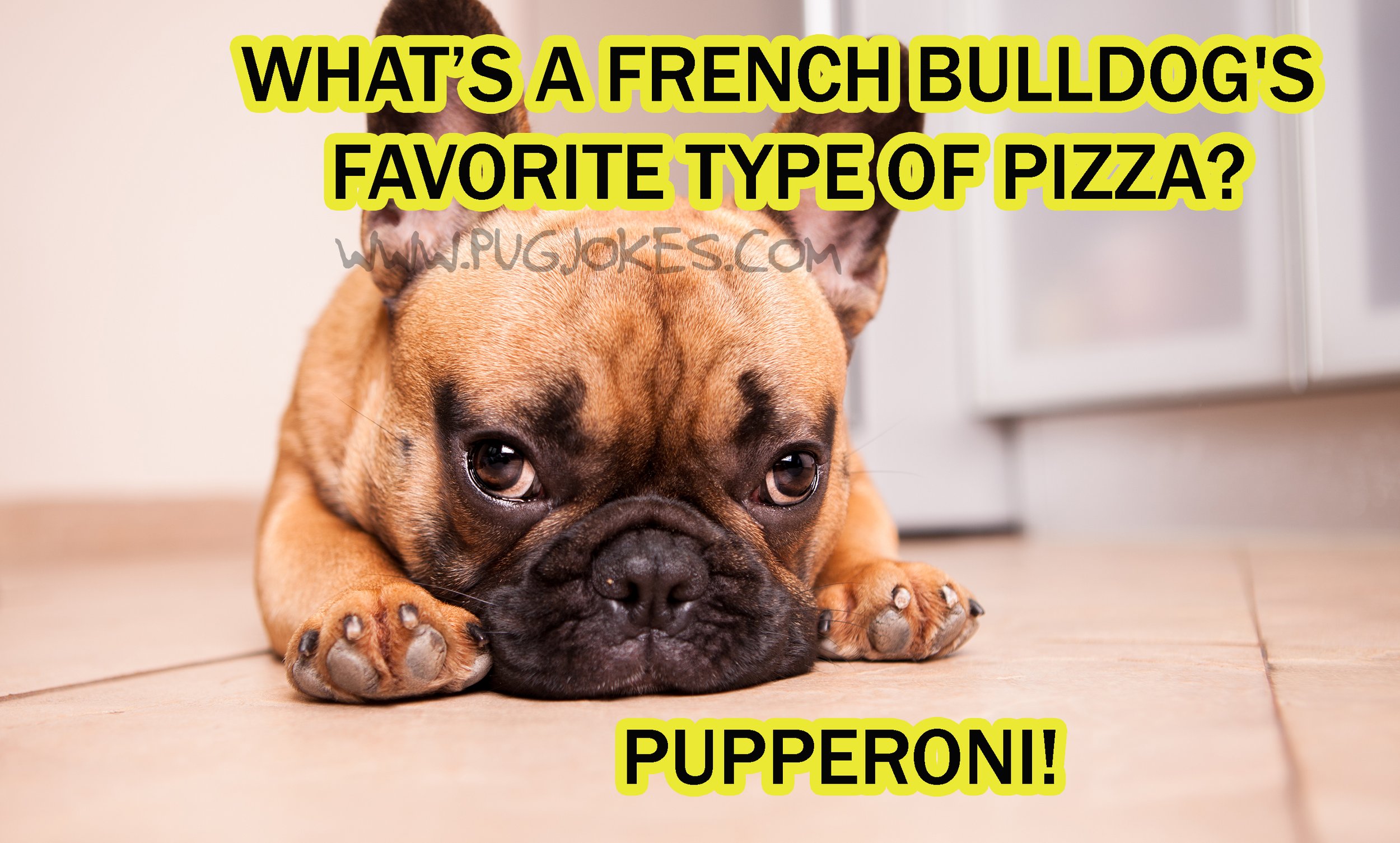 Best Frenchie French Bulldog Jokes - Puns, Gifs, Riddles — WEIRD WORLD