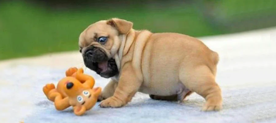 NEWS: Pug Baby Harassed By Toy