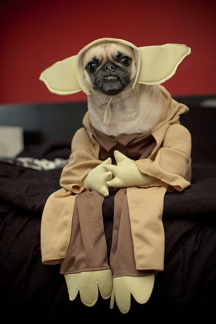 pug outfit