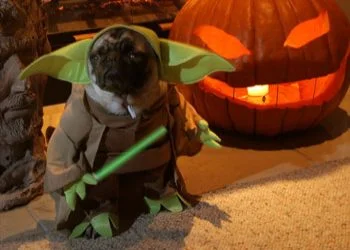 pug dressed as yoda