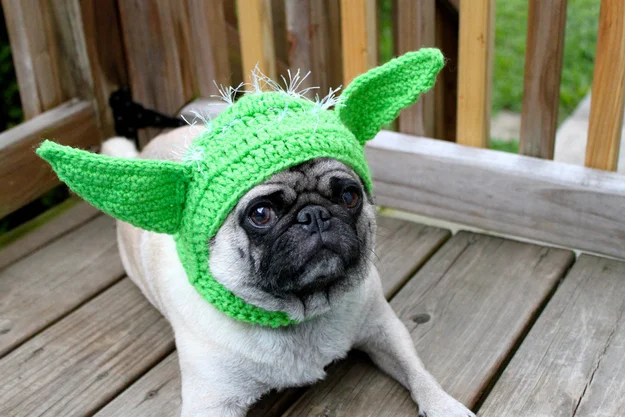 pug dressed as yoda