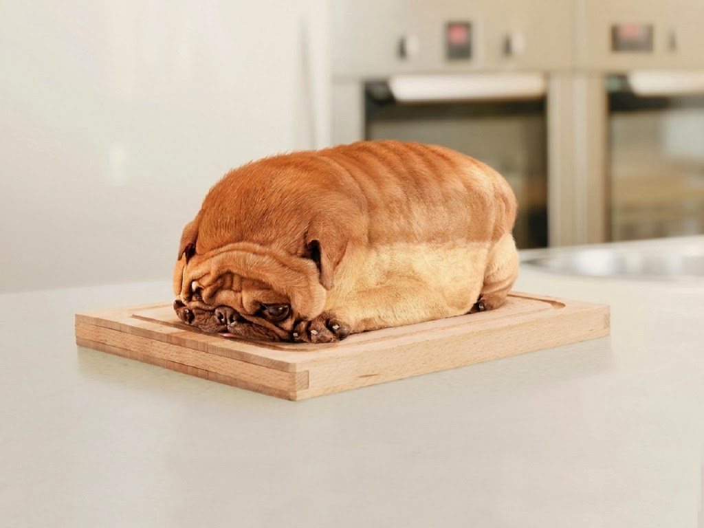 bread-pug.jpg