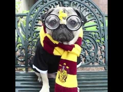ARE THESE PUGS WITH GLASSES CUTE OR NERDY? — WEIRD WORLD