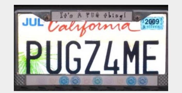 pug license plate