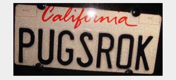 pug license plate