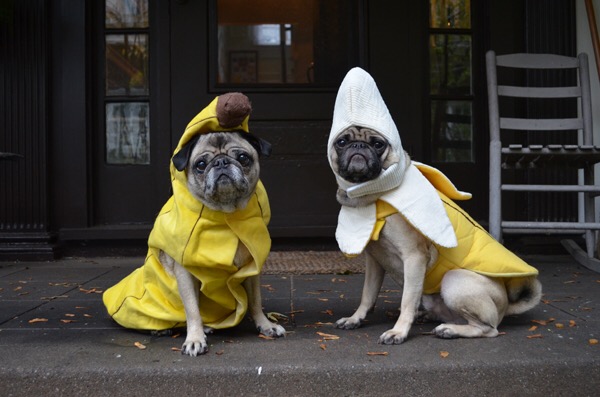 pugs dressed up