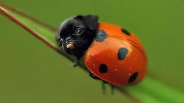 lady-pug.jpg