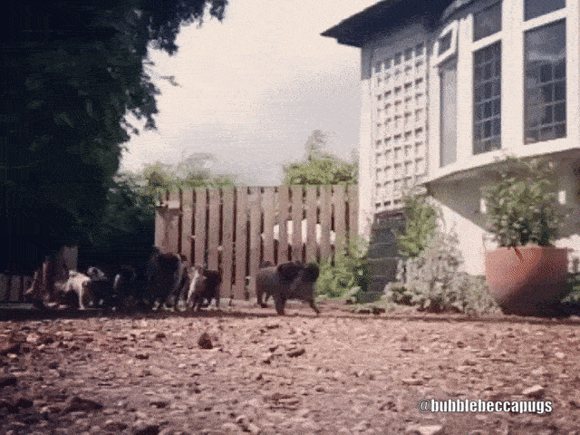 pug grumble running gif