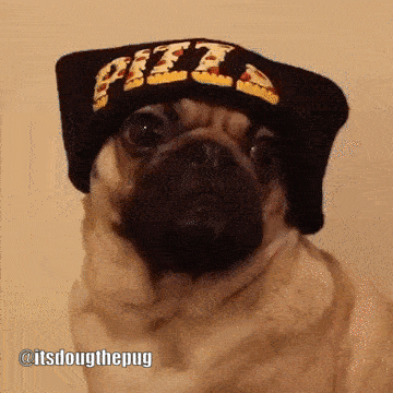 bestpizzapuggif.gif