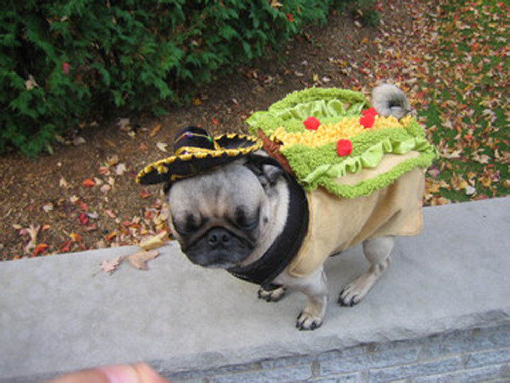 Pug Taco Costume