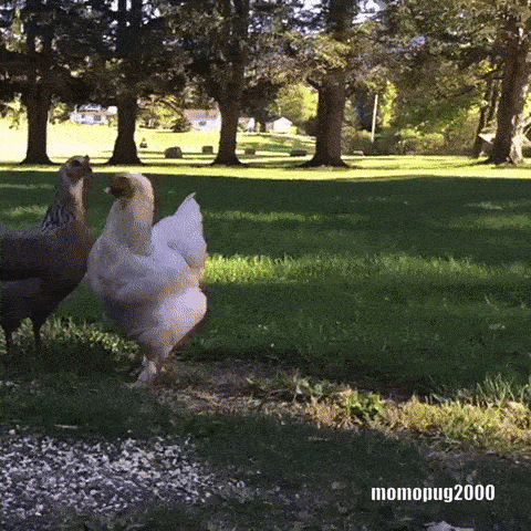 funny pug chasing chickens gif