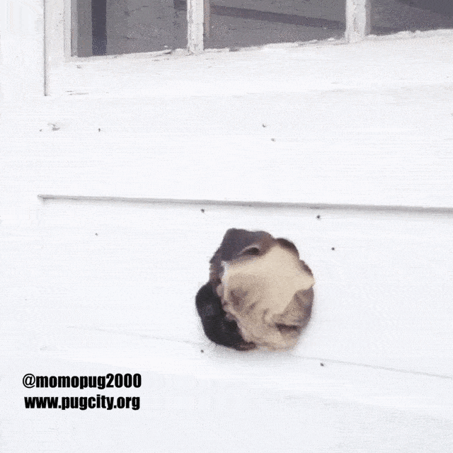 funny pug trapped in door gif