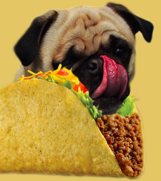 PUG EATS TACO! — Pug Jokes