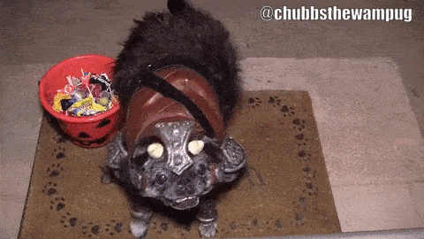 chubbs the wampug starwars halloween costume gif