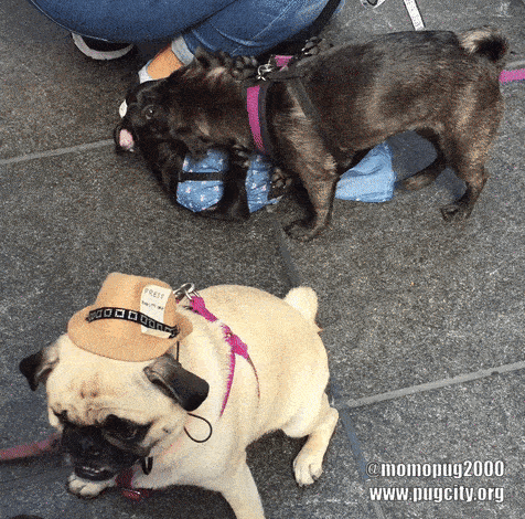 pug fight gif