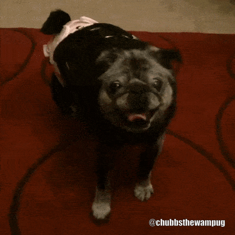 cutest pug Chubbs the wampug gif