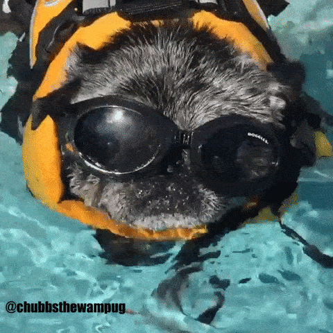 pug swimming gif