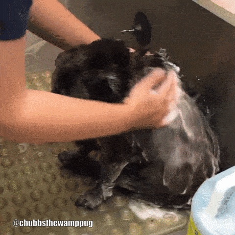 cutest pug taking a bath gif