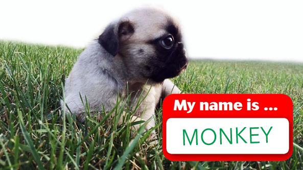 monkey.jpg