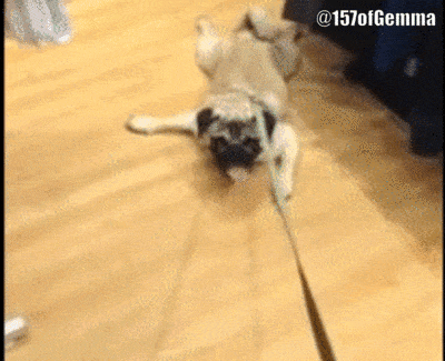 pug hates walking gif