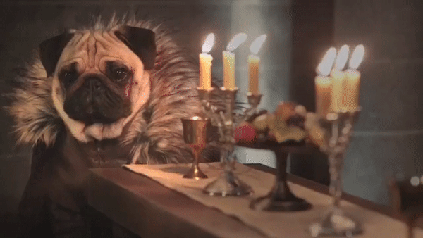 pug game of thrones costume gif