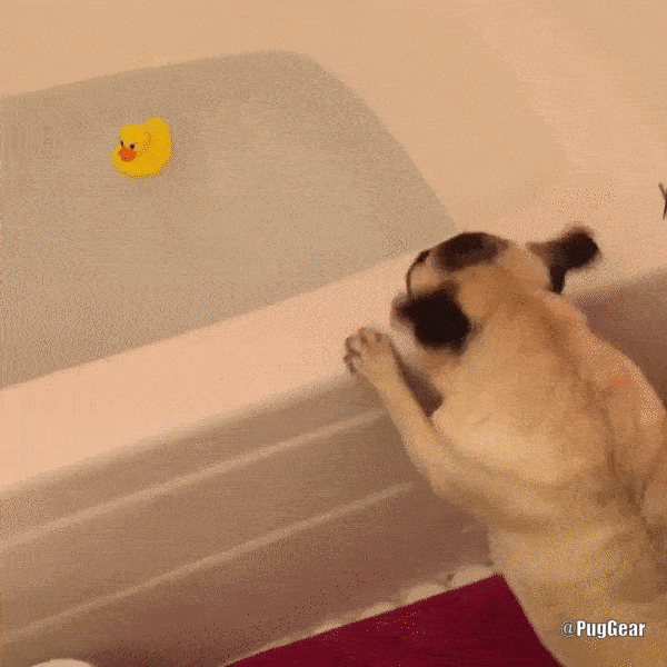 ezgif.com-optimize (4).gif