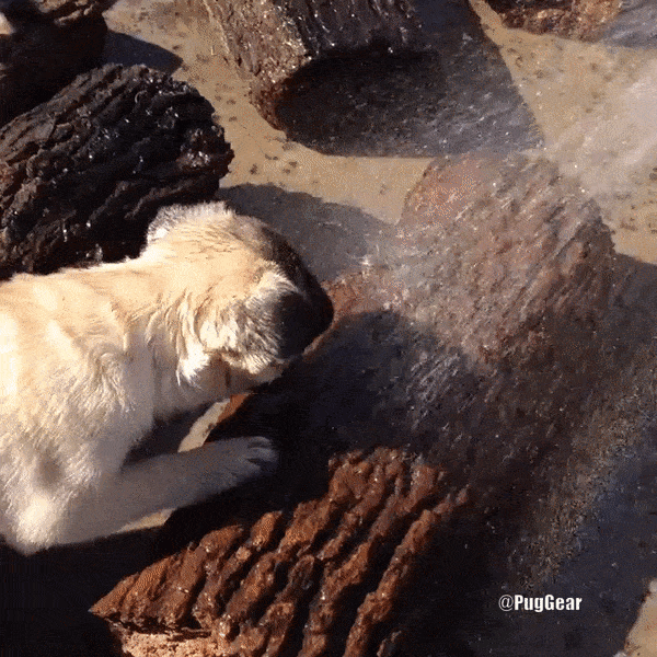 funny pug drinking water from hose